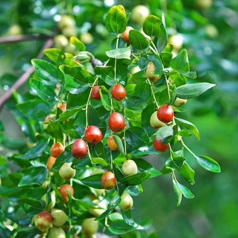 zane gelaatsmasker: Rose-Sidr